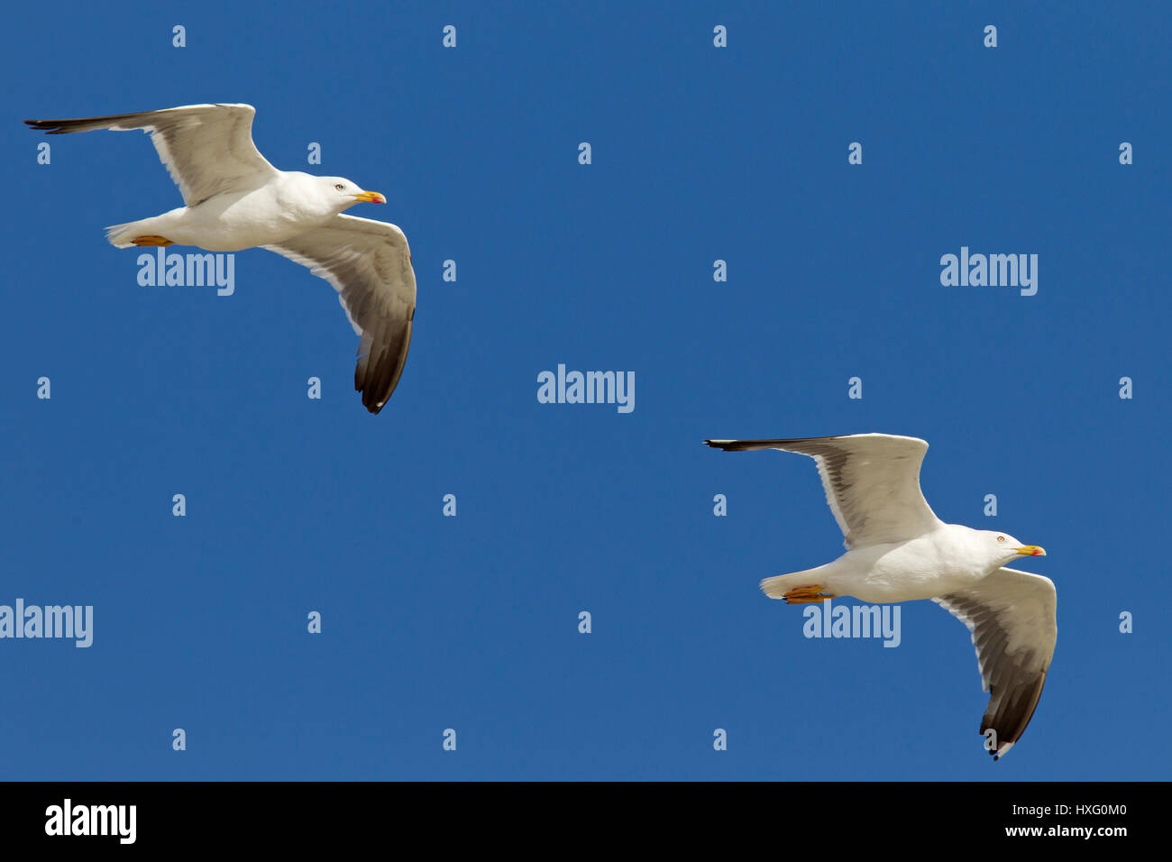Moindre Goéland marin (Larus fuscus), deux oiseaux adultes en plumage nuptial en vol Banque D'Images