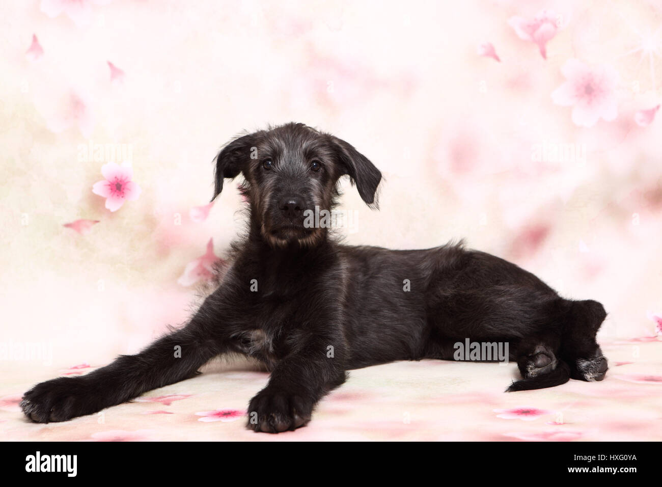 Irish Wolfhound. Puppy (9 semaines) se trouvant en face d'un floral design papier peint . Studio photo Banque D'Images