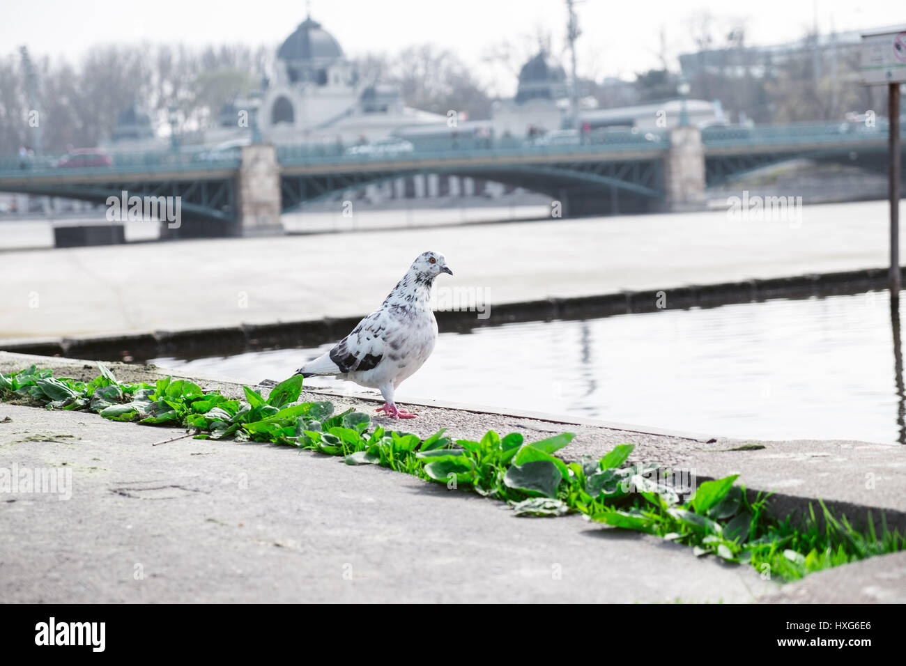 Pigeon dans Budapest. Banque D'Images