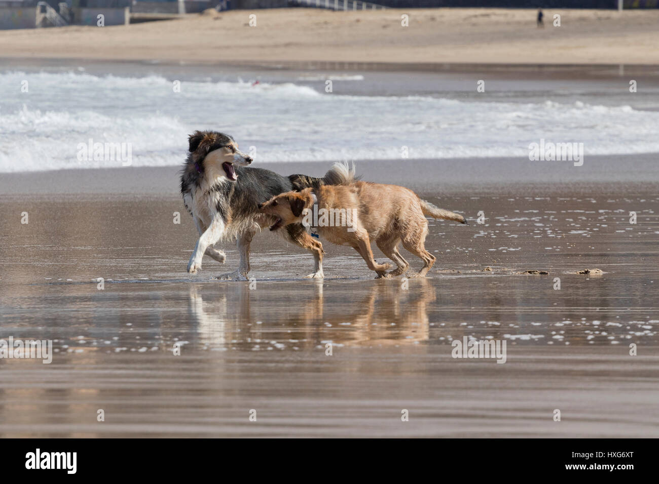 Les chiens heureux de jouer à la plage. Banque D'Images