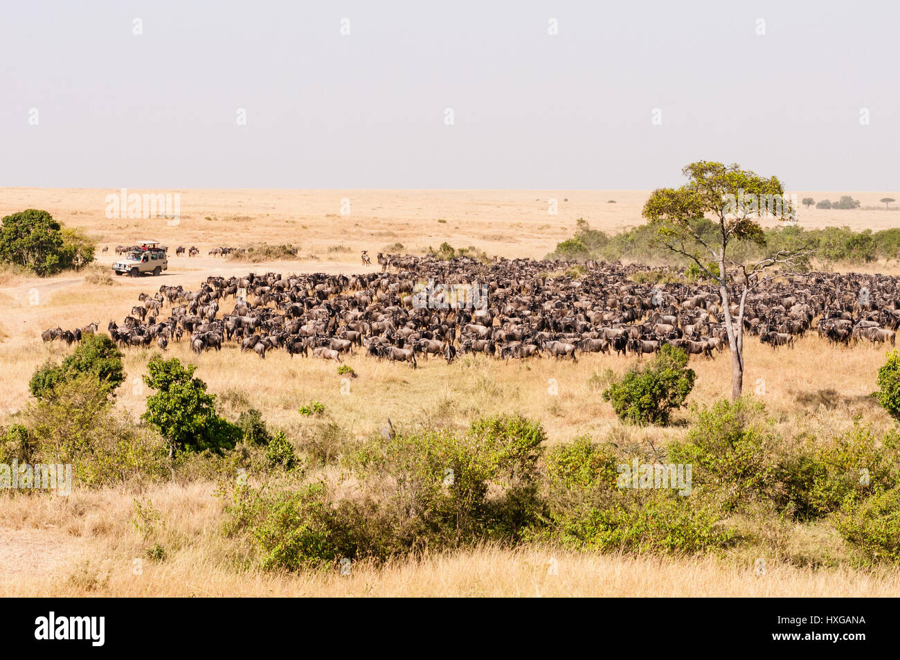 Les touristes à regarder véhicule grand troupeau de gnous sur Savannah, Maasai Mara Banque D'Images