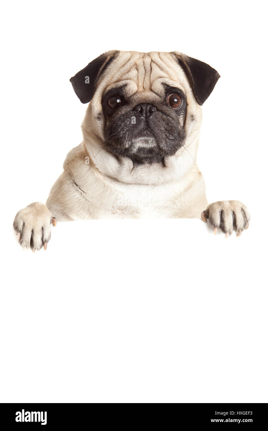 Le PUG Dog with blank billboard. Chien au-dessus d'un bandeau ou d'un signe. Portrait de chien Pug sur fond blanc Banque D'Images