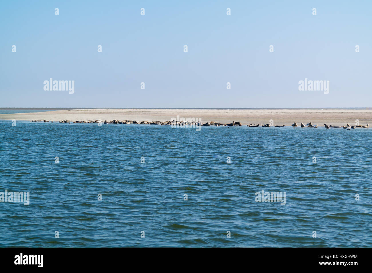 Groupe des phoques communs et gris reposant sur banc de sable à l'Eierlandse Gat, Waddensea, Pays-Bas Banque D'Images