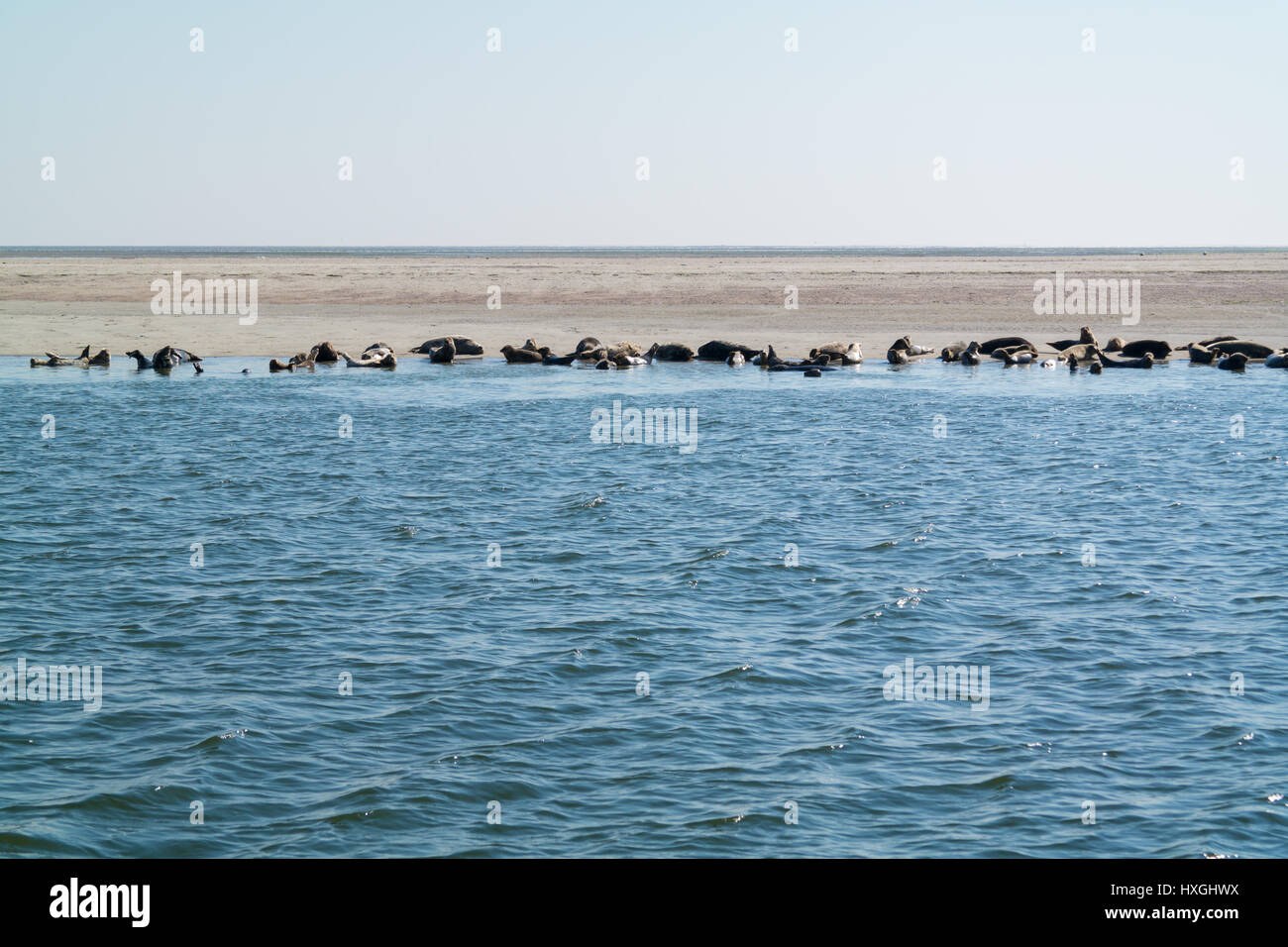 Groupe des phoques communs et gris reposant sur banc de sable à l'Eierlandse Gat, Waddensea, Pays-Bas Banque D'Images