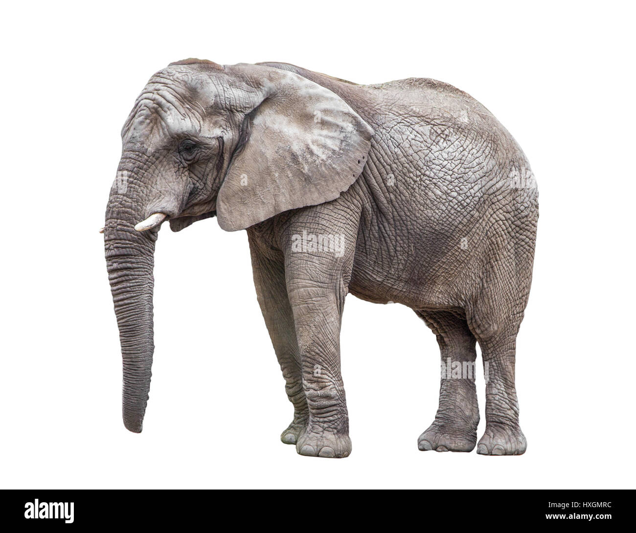 Elephant isolated on white Banque D'Images