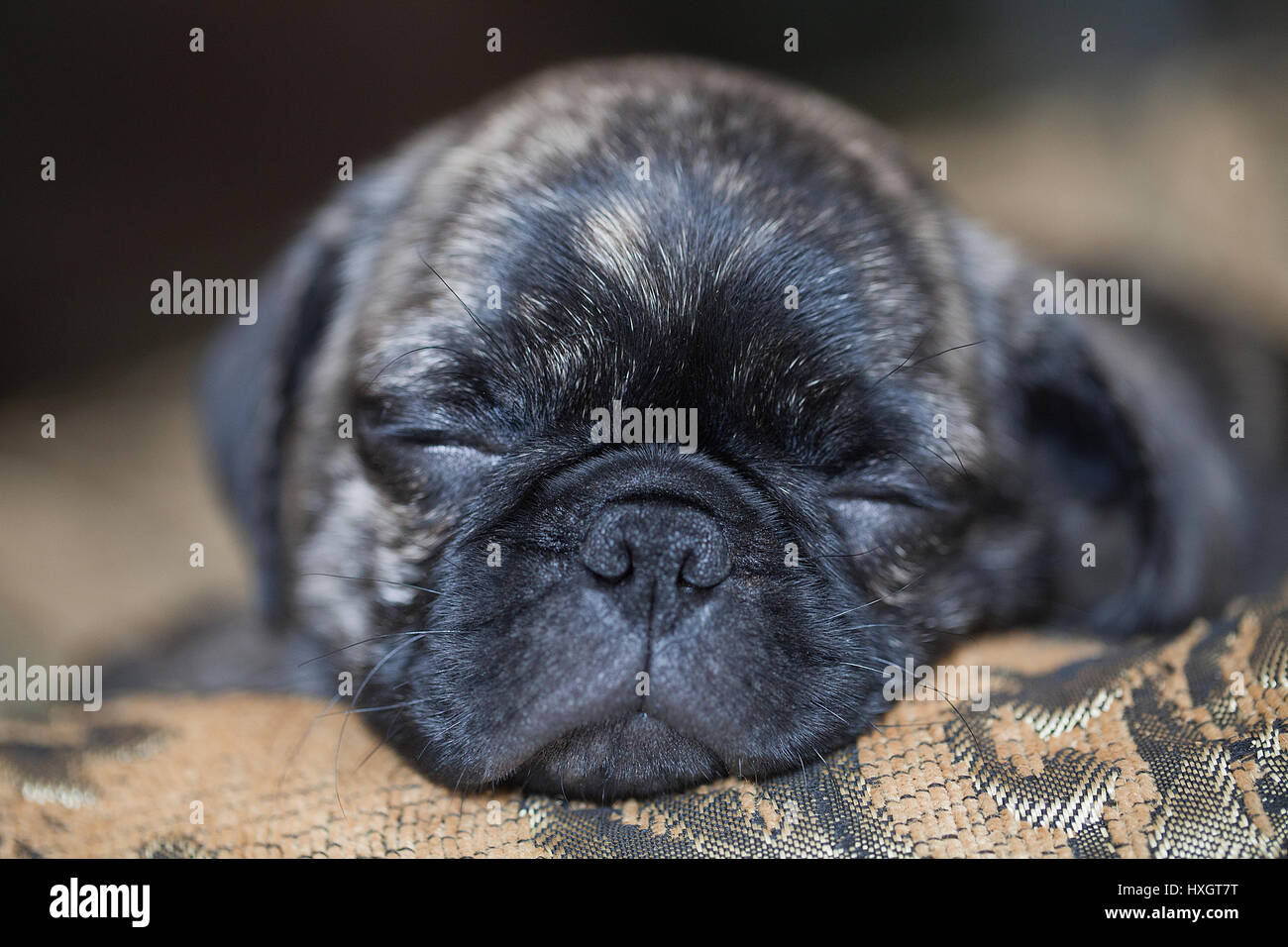 Brindle chiot pug ayant une sieste sur un lit douillet. Banque D'Images