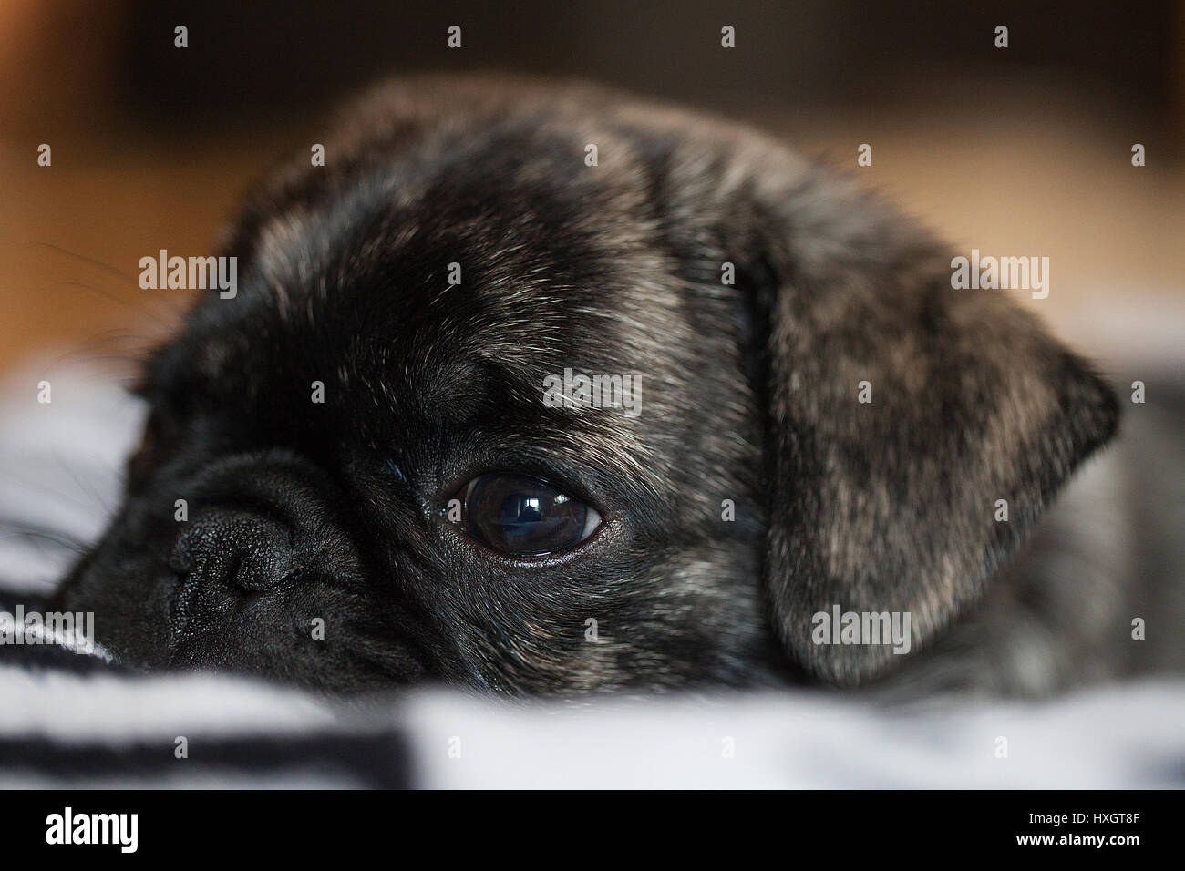 Brindle chiot pug ayant une sieste sur un lit douillet. Banque D'Images