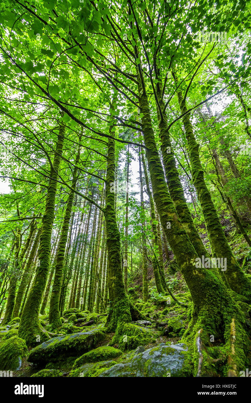 Forêt moussue dans le Parc National de Killarney, beim Torc Waterfall/Torc Mountain, comté de Kerry, Irlande Banque D'Images