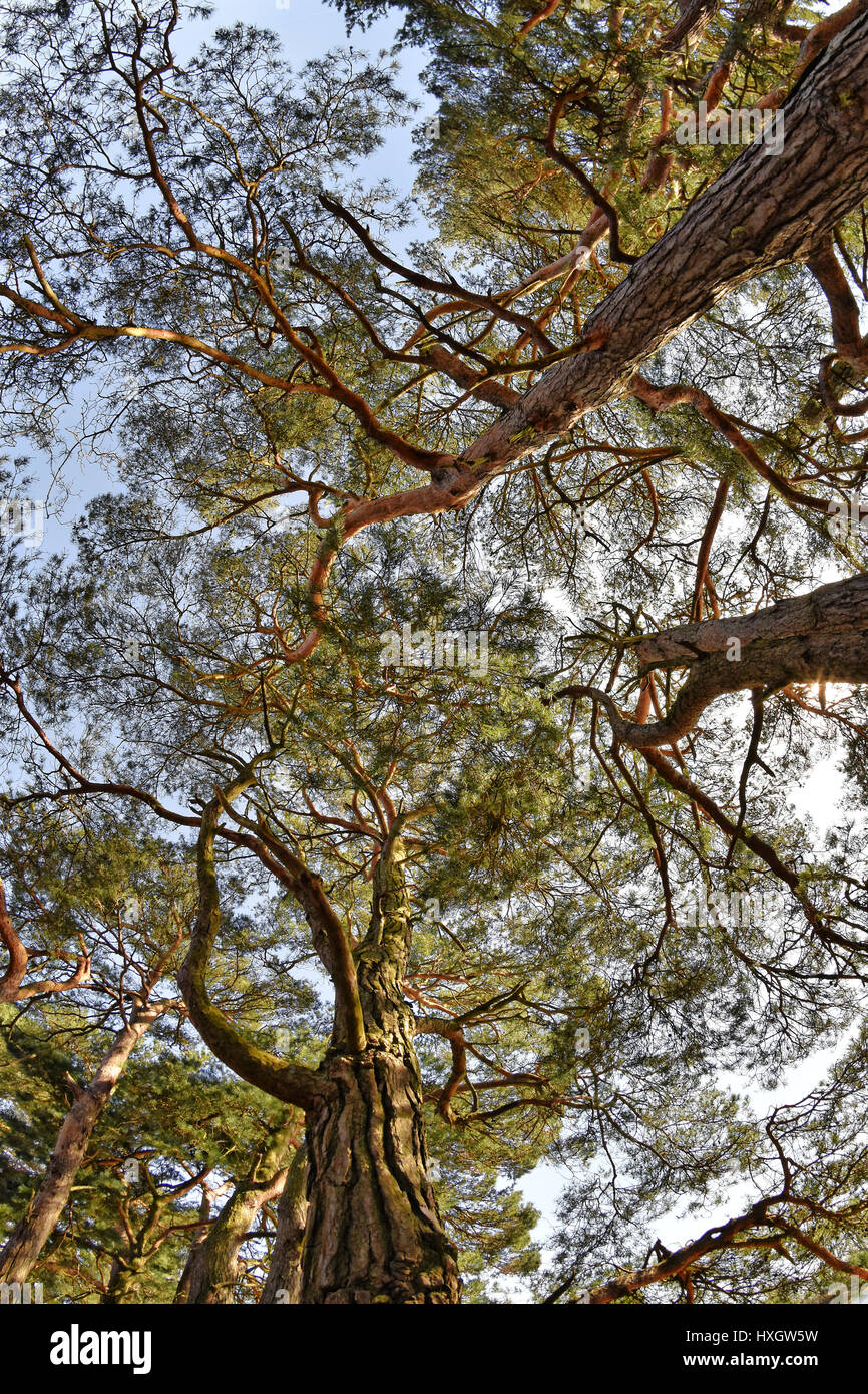 nature sauvage Banque D'Images