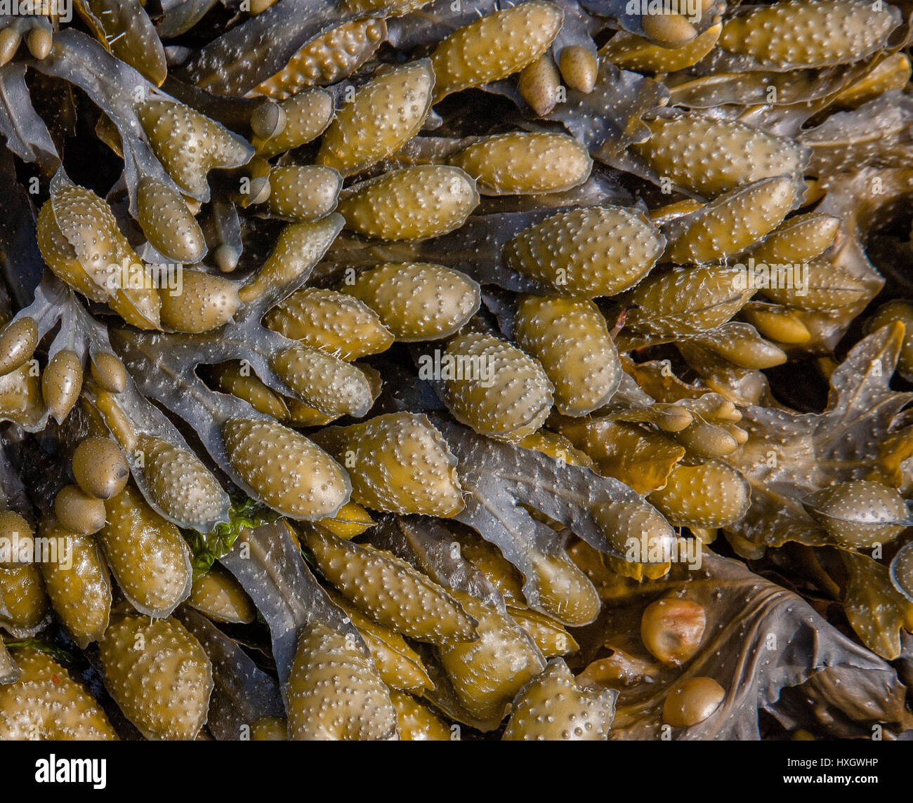 Fucus vésiculeux avec picots remplis de gaz de réservoirs souples de portance d'un membre de la famille des algues Fucus sur Bryher croissant dans les îles Scilly Banque D'Images