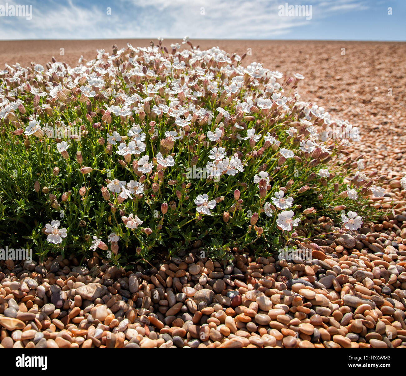 Silene uniflora sur mer plage de Chesil sur la côte du Dorset UK Banque D'Images