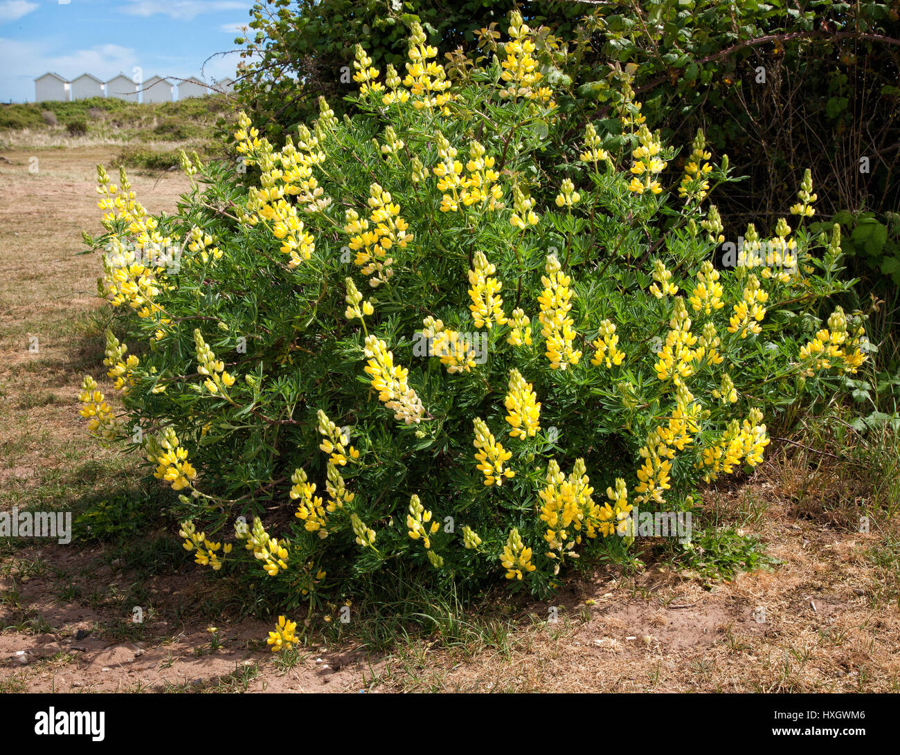 Lupin Lupinus arboreus arbre à Dwalish Warren sur la côte sud du Devon avec cabines de plage à l'arrière-plan Banque D'Images