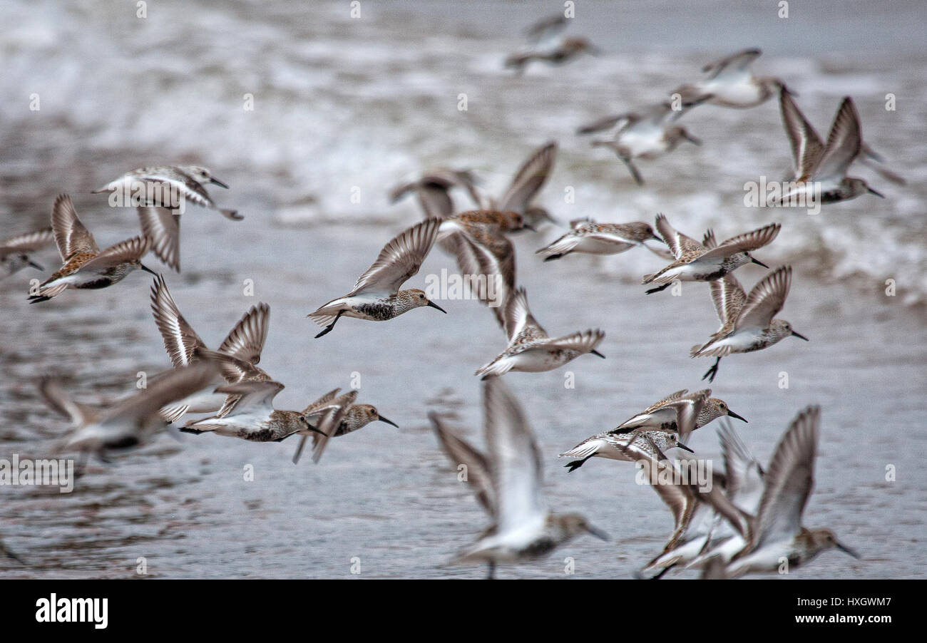 Un vol de bécasseau variable Calidris alpina à Dawlish Warren sur Exe estuaire dans le sud du Devon UK Banque D'Images