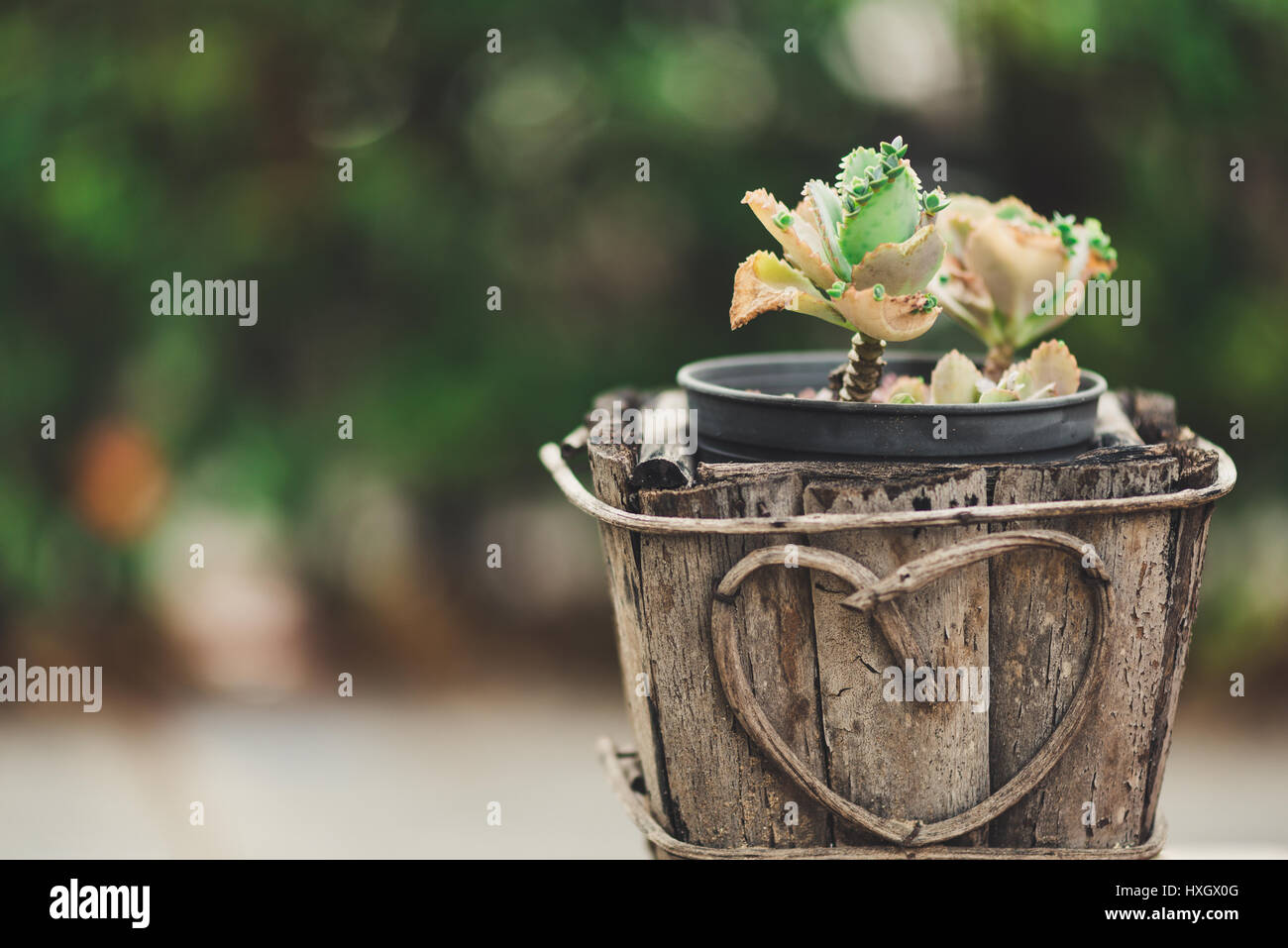 Un cactus en pot sur fond flou vert Banque D'Images