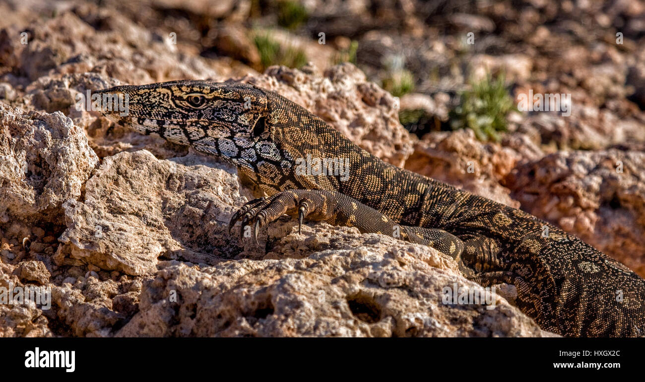 Lézard Perentie sur des roches à Meyers Manx à Creek dans le sud-ouest de l'Australie Banque D'Images