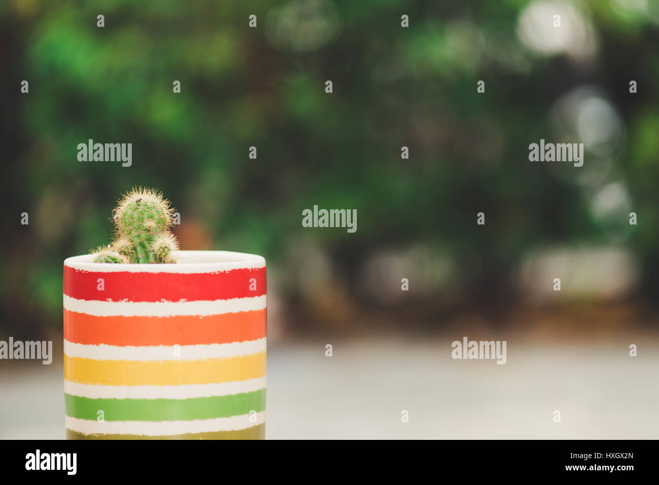 Un cactus en pot sur fond flou vert Banque D'Images