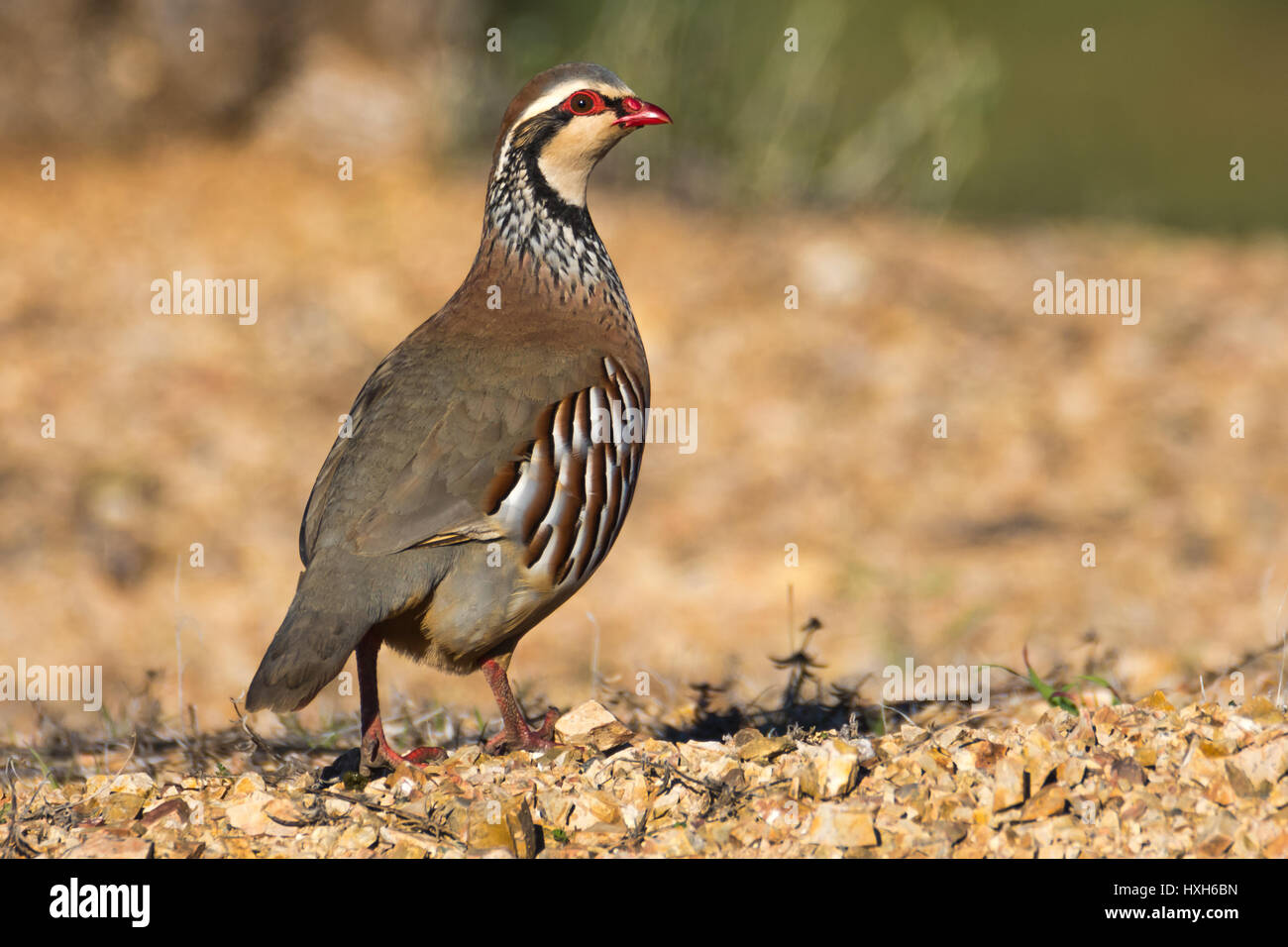 Français ou red-legged partridge Banque D'Images