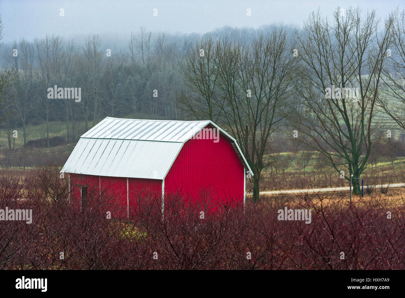 Grange rouge et arbres sans feuilles nus sur une colline près de Ludington, Michigan, États-Unis. Banque D'Images