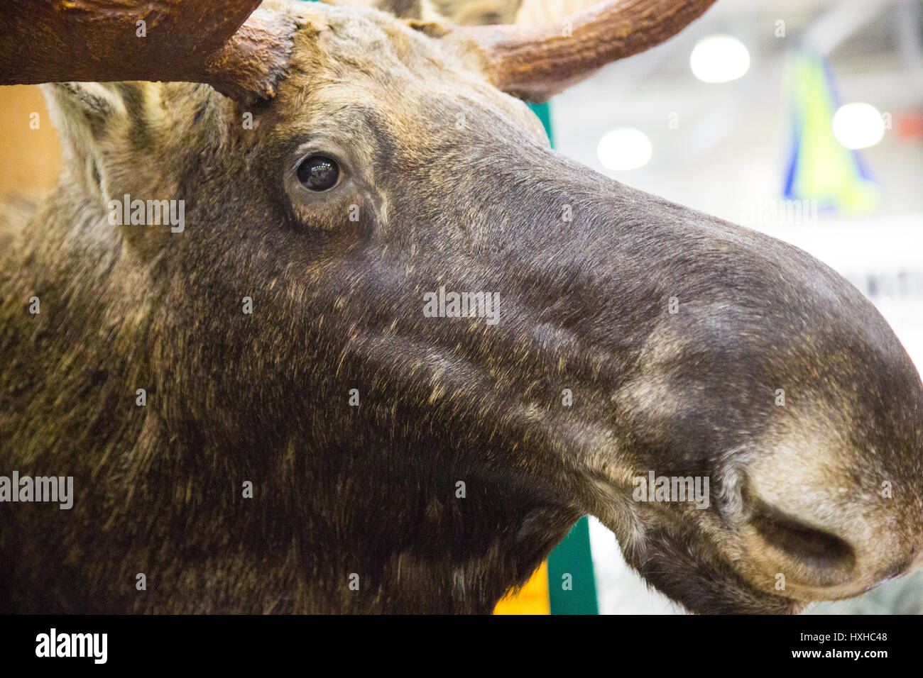 Elk Forest avec des cornes à l'intérieur Banque D'Images