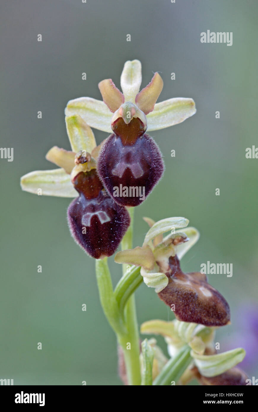 Ophrys sphegodes, communément connu sous le nom de début de l'orchidée araignée, une espèce de trouvés sur les prairies et les terres alcalines des déchets. Les fleurs ressemblent à un arthropode. Banque D'Images