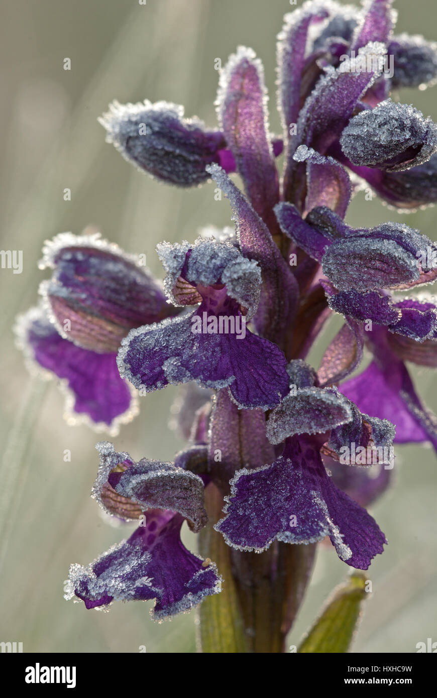 Green-winged Orchid in Bloom (Anacamptis morio) couverts par givre close-up. En forme de casque violet fleurs poussent en grappe lâche. Banque D'Images