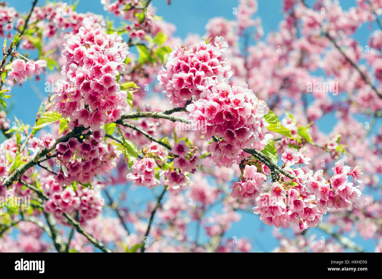 Fleur de cerisier sakura japonais avec soft focus et filtre couleur vintage Banque D'Images