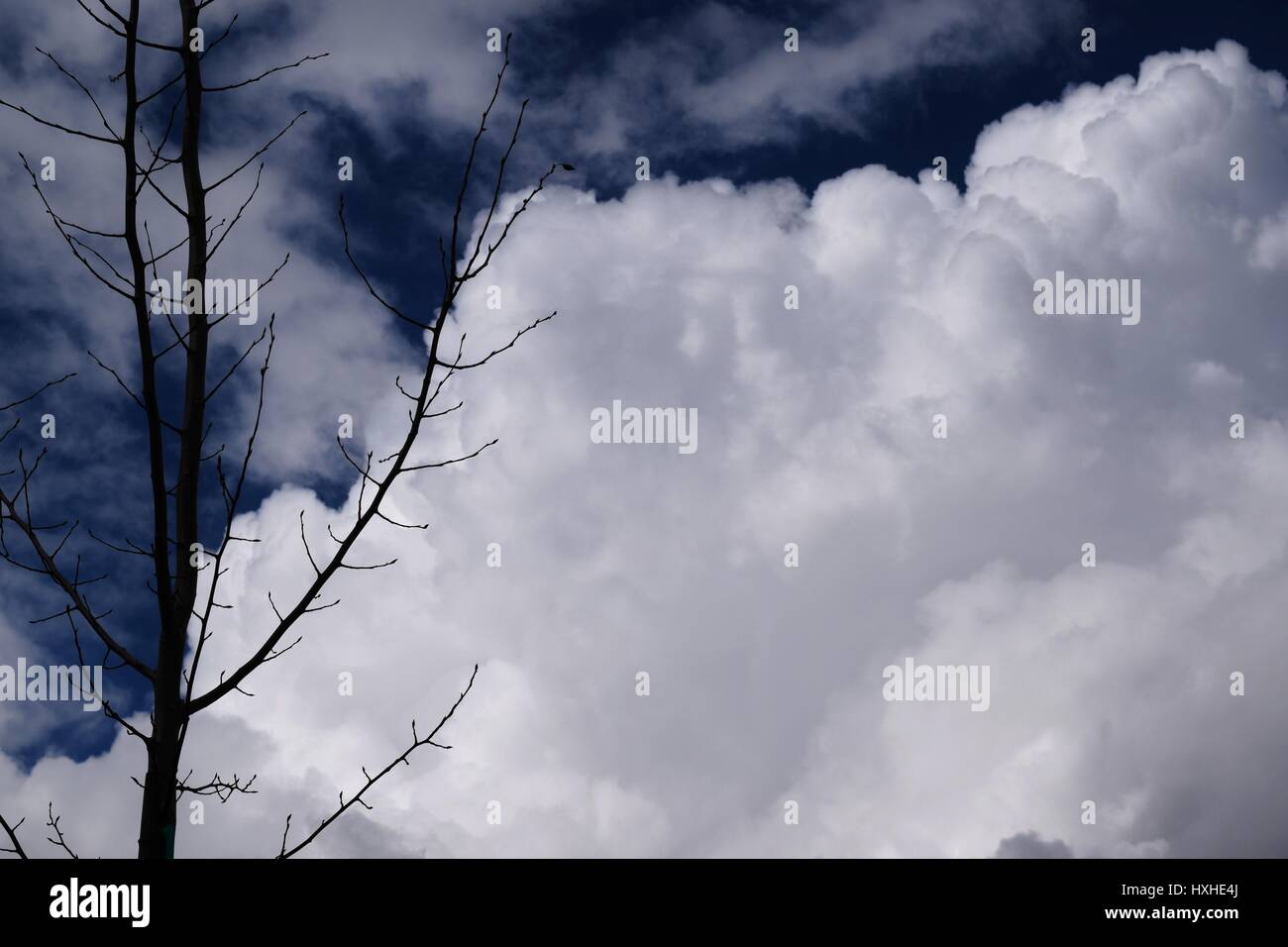 Sombre ciel bleu avec des nuages et des arbres Banque D'Images