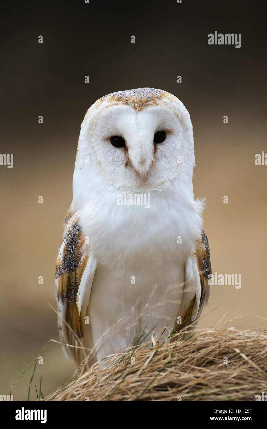 Barn Owl portrait - parc national de Cairngorms, en Écosse, Royaume-Uni Banque D'Images