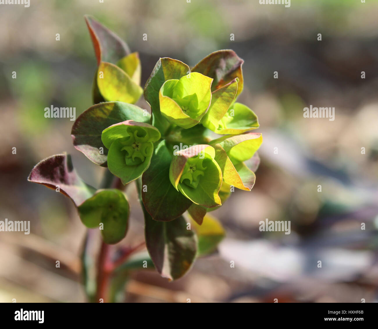 L'inhabituelle fleurs vertes d'Euphorbia amygdaloides purpurea, également connu sous le nom de Purple wood spurge, dans un parc naturel en plein air. Banque D'Images