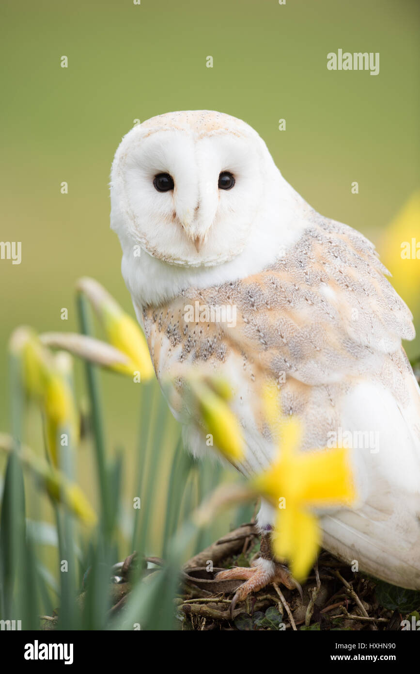 Jolie chouette Banque D'Images