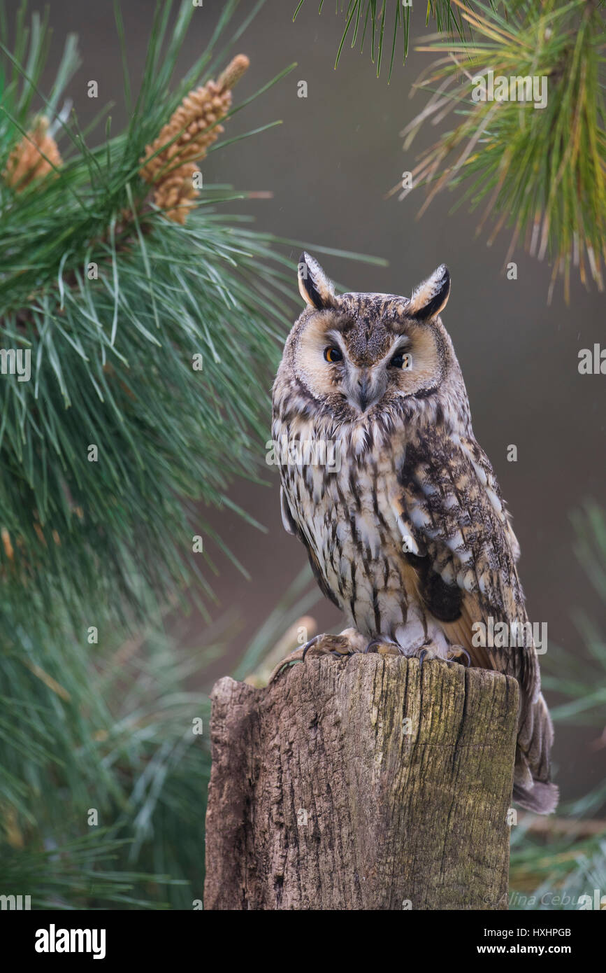 Jolie chouette Banque D'Images