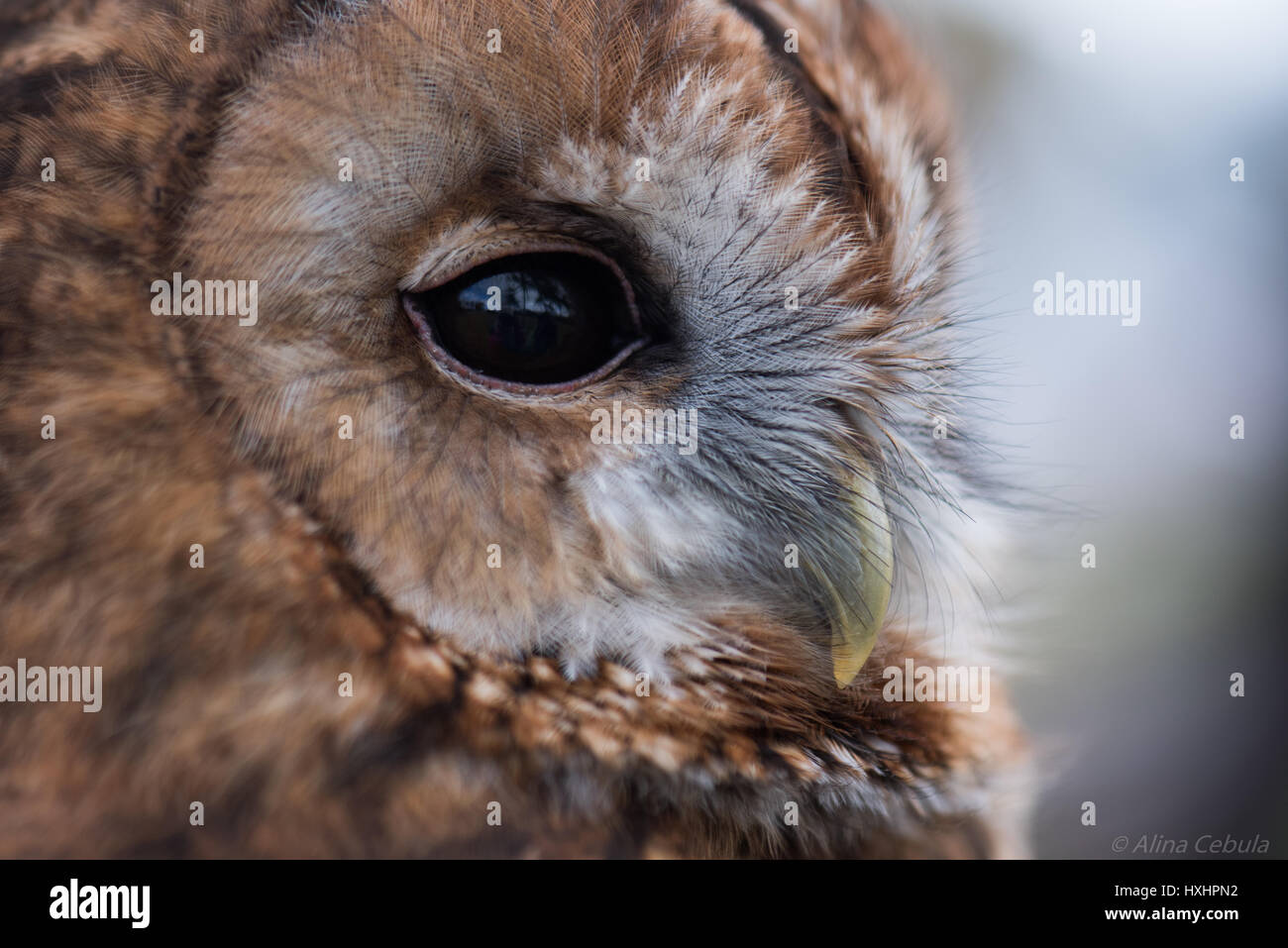 Jolie chouette Banque D'Images
