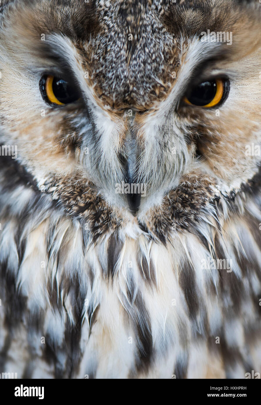 Jolie chouette Banque D'Images