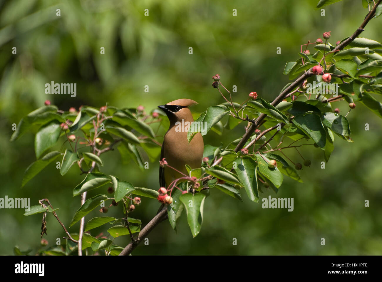 Un Jaseur d'Amérique (Bombycilla cedrorum) perché dans un arbre de l'amélanchier. Banque D'Images Un Jaseur d'Amérique (Bombycilla cedrorum) perché dans un arbre de l'amélanchier. Banque D'Images
