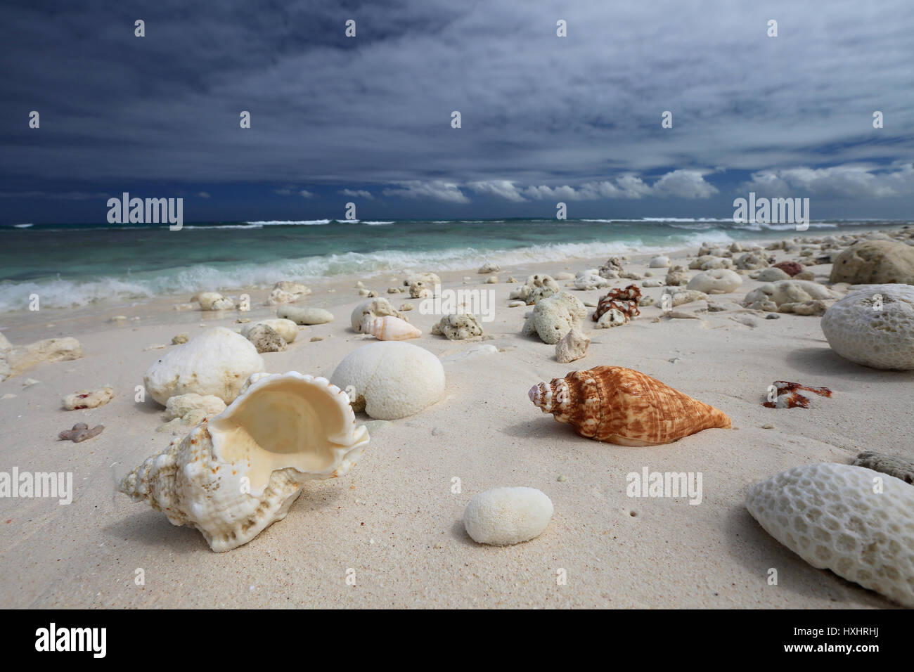 Conques naturelles sur la plage tropicale, l'île Christmas, Kiribati Banque D'Images