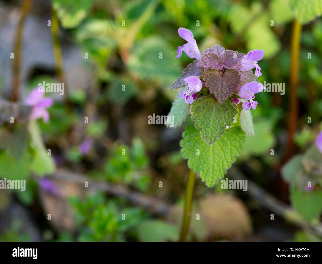 Lamium purpureum en fleurs au début du printemps Banque D'Images