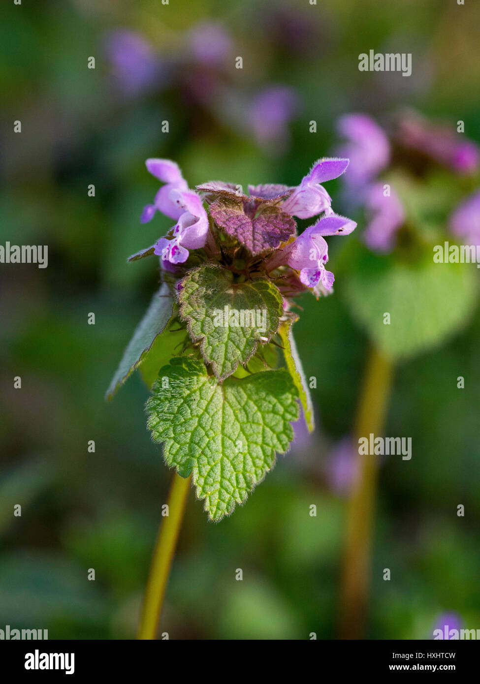 Lamium purpureum en fleurs au début du printemps Banque D'Images