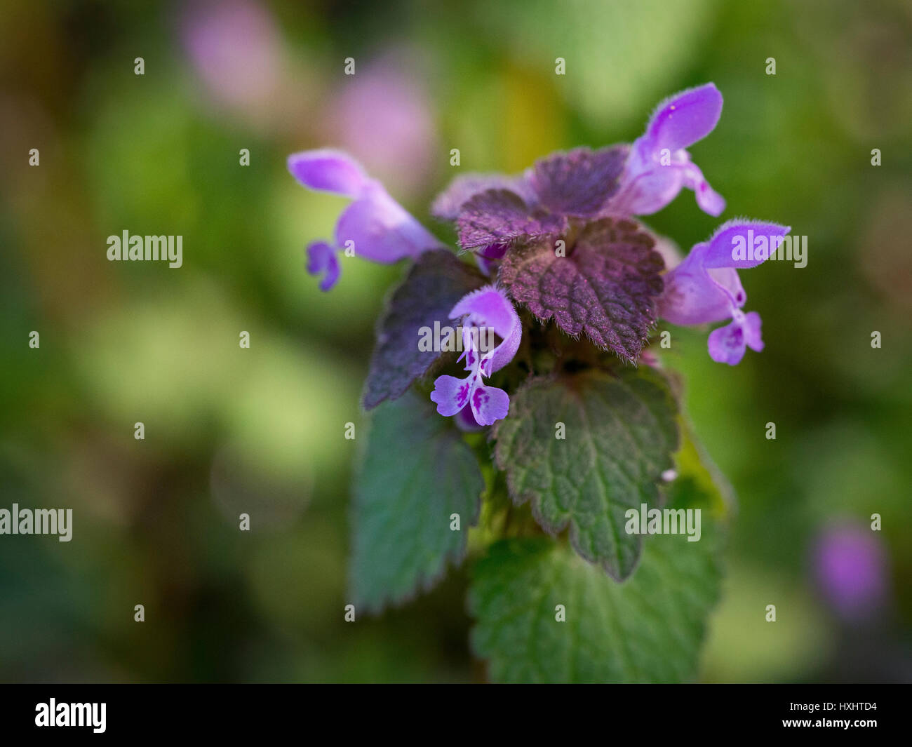 Lamium purpureum en fleurs au début du printemps Banque D'Images