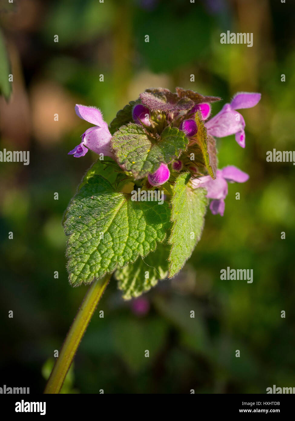 Lamium purpureum en fleurs au début du printemps Banque D'Images