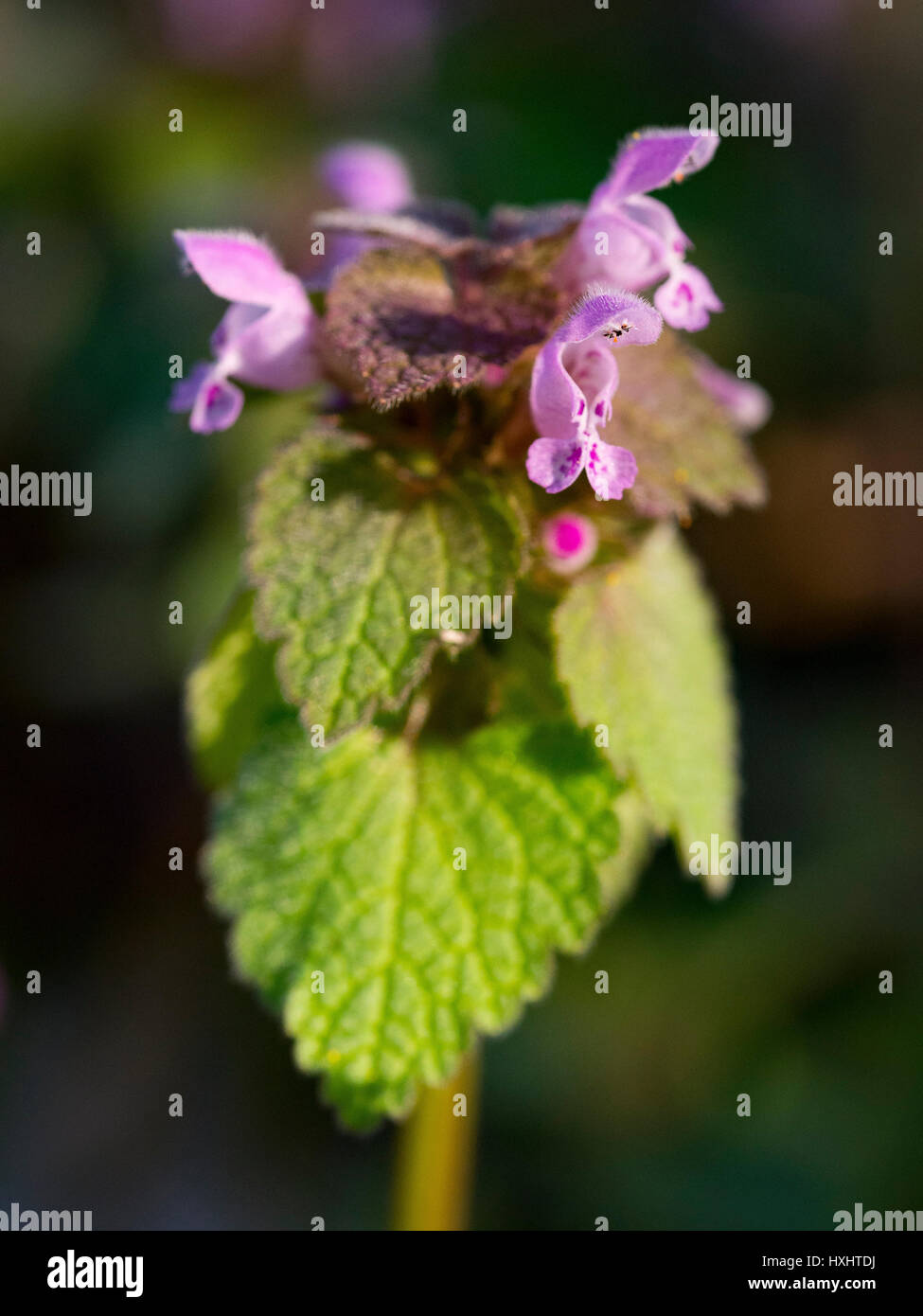 Lamium purpureum en fleurs au début du printemps Banque D'Images