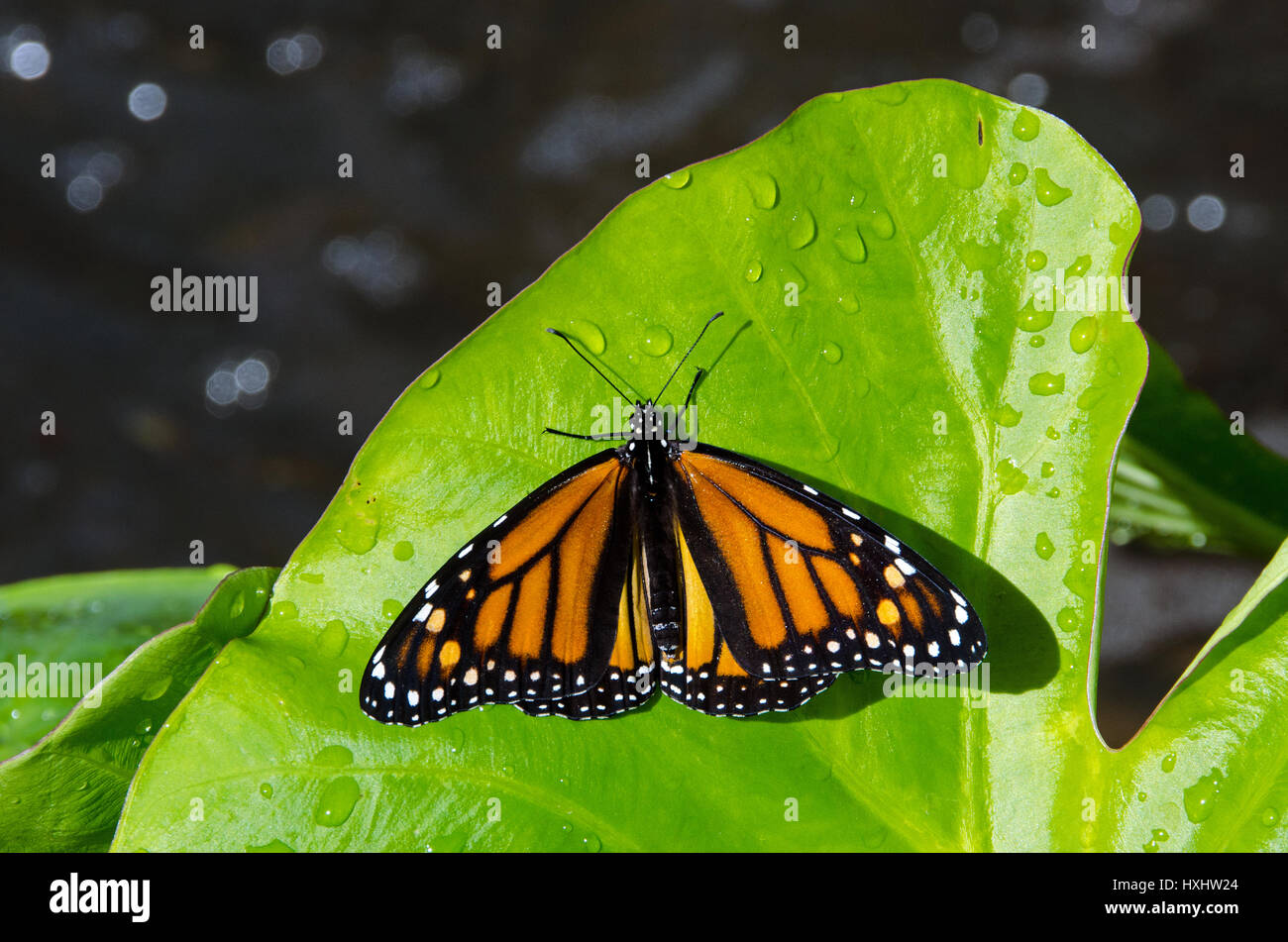 Femme papillon monarque, une espèce menacée, repose sur la pluie-splattered feuille verte. Banque D'Images