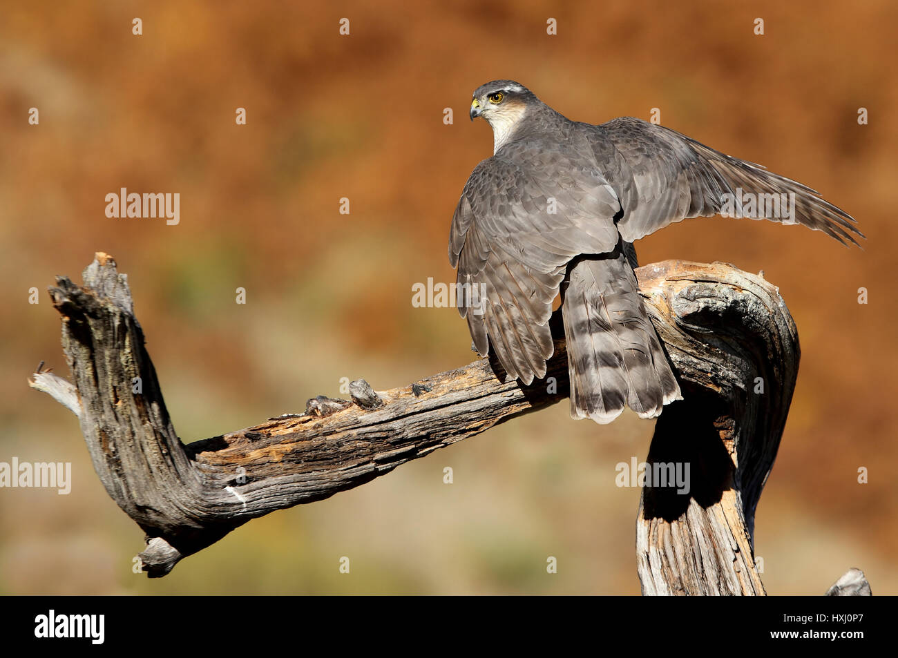 Nisus Accipiter Banque D'Images