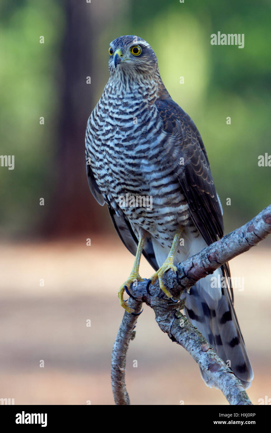 Nisus Accipiter Banque D'Images