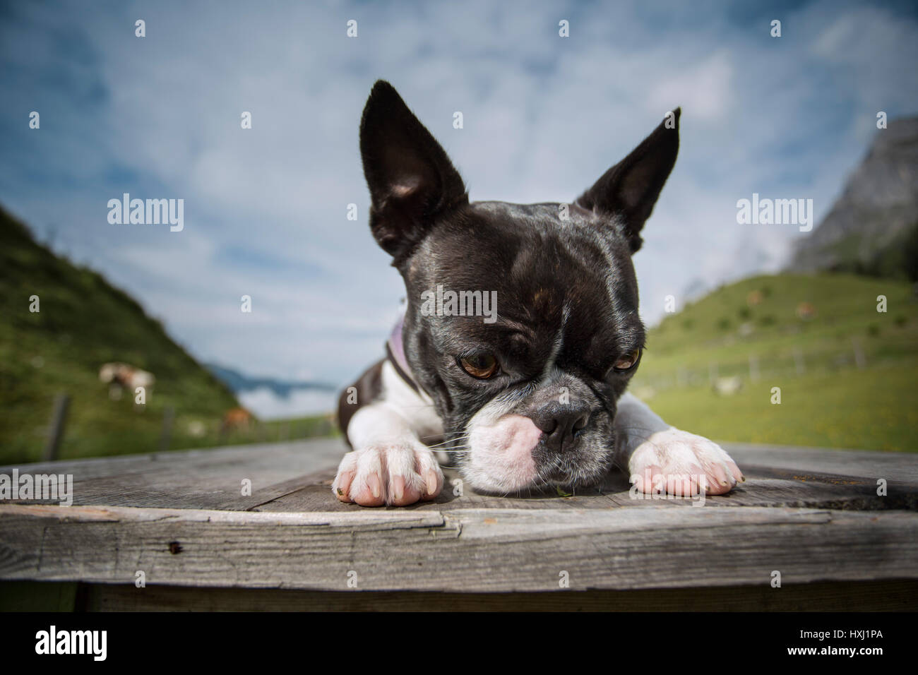 Randonnées avec un Boston terrier dans les Alpes autrichiennes en été Banque D'Images