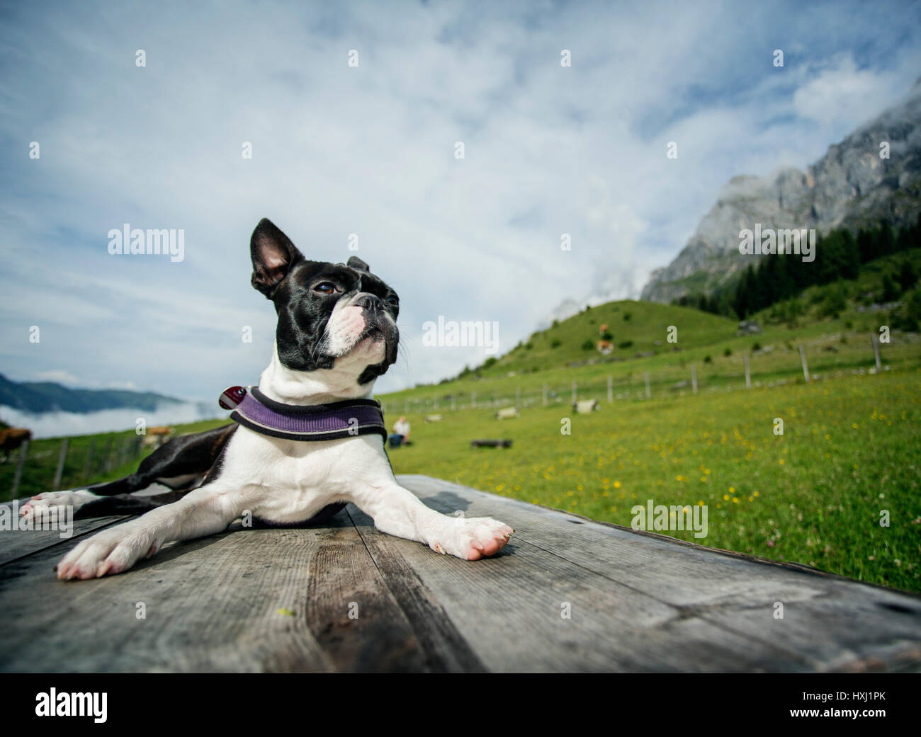 Randonnées avec un Boston terrier dans les Alpes autrichiennes en été Banque D'Images