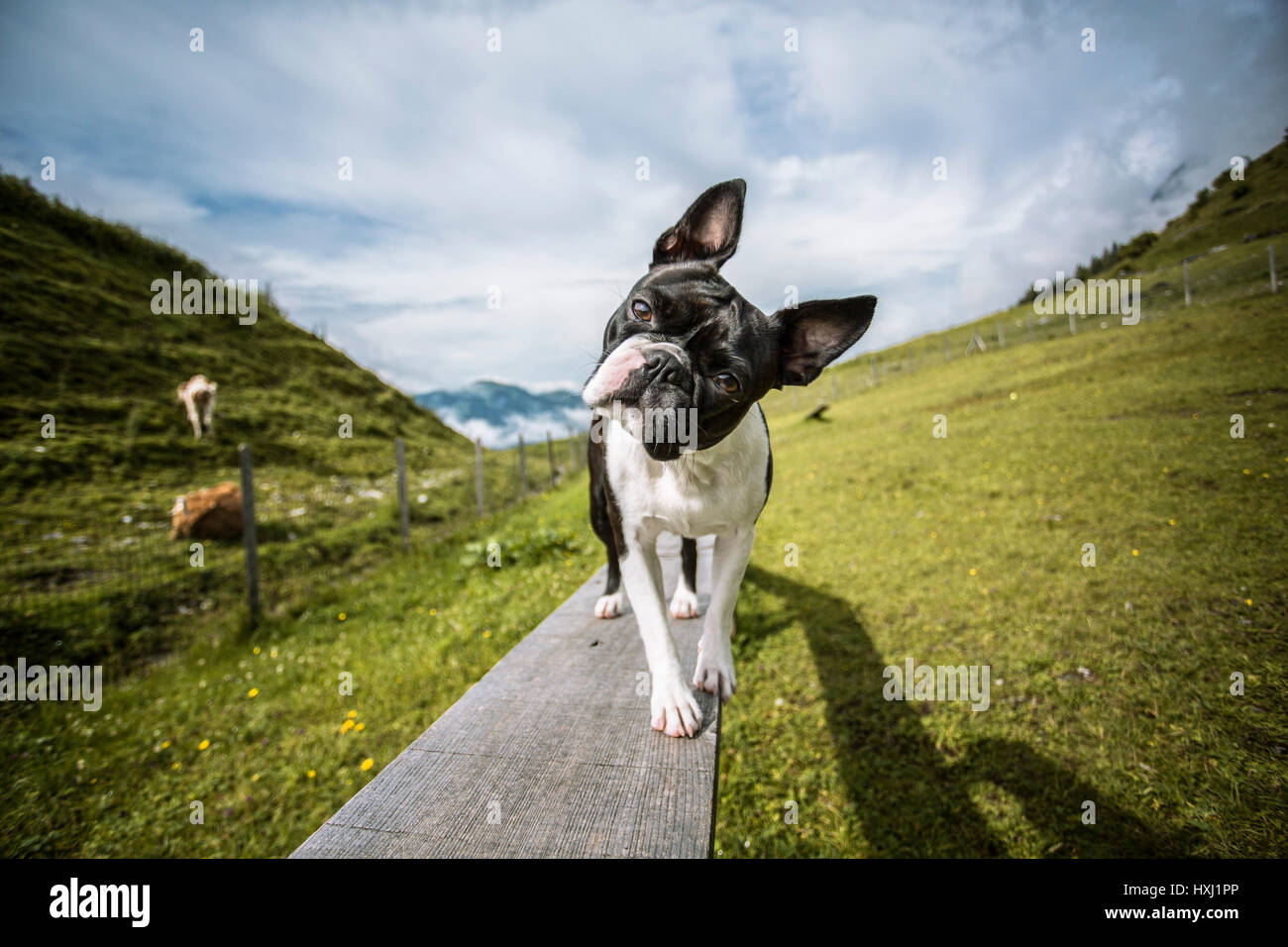 Randonnées avec un Boston terrier dans les Alpes autrichiennes en été Banque D'Images