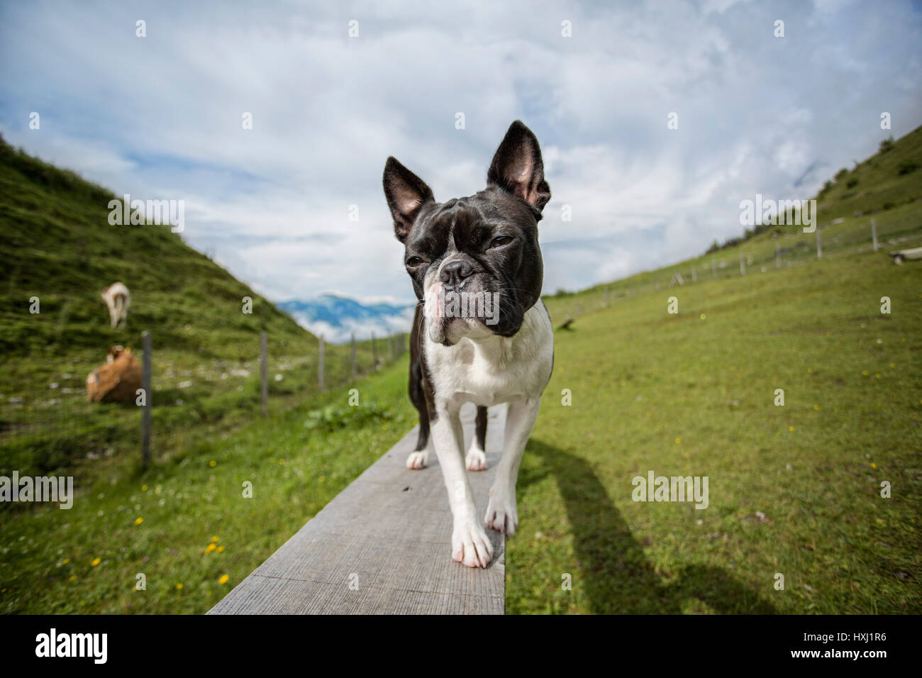 Randonnées avec un Boston terrier dans les Alpes autrichiennes en été Banque D'Images