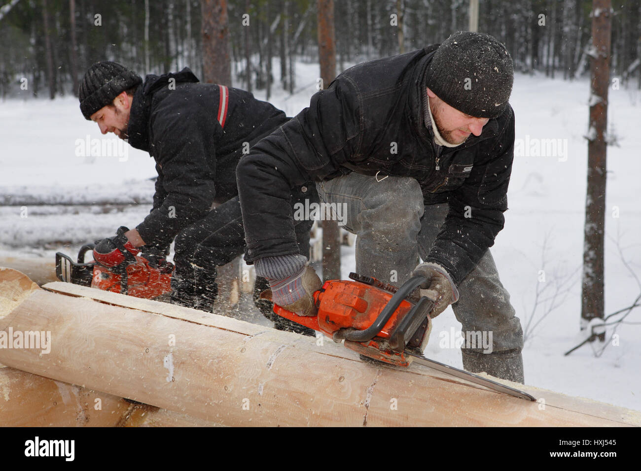 Leningrad Region, Russie - Février 2, 2010 : Building log cabin en hiver, les bûcherons Make encoches sur les billes à l'aide de tronçonneuses. Banque D'Images