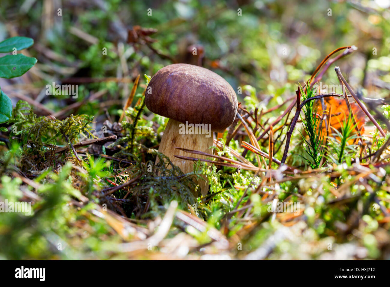 Les champignons comestibles Banque D'Images