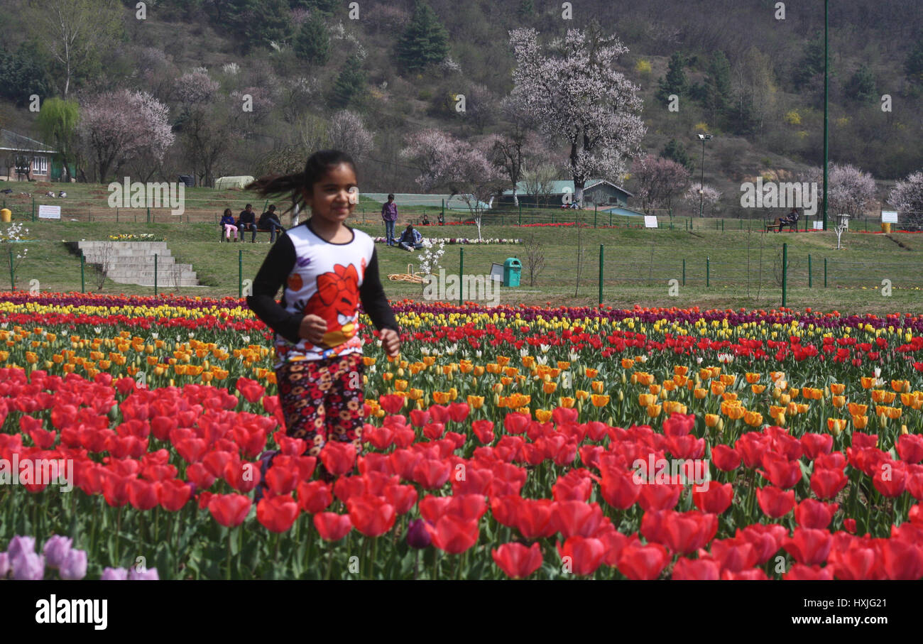 Srinagar, au Cachemire. Mar 29, 2017. Une jeune fille passe par le jardin de tulipes. À mesure que le printemps s'installe et les fleurs sont en pleine floraison, le festival des tulipes est prêt pour le 1er avril. Le festival aura lieu à l'Indira Gandhi Memorial Tulip Garden, donnant sur le pittoresque lac Dal. Le jardin compte plus de 20 lakh tulipes de 46 variétés et son ouverture marque le début de la saison touristique dans la vallée. Credit : Sofi suhail/Alamy Live News Banque D'Images